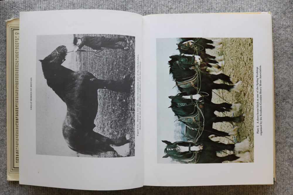 Great Horses of Britain, Lee Weatherley - Image 11