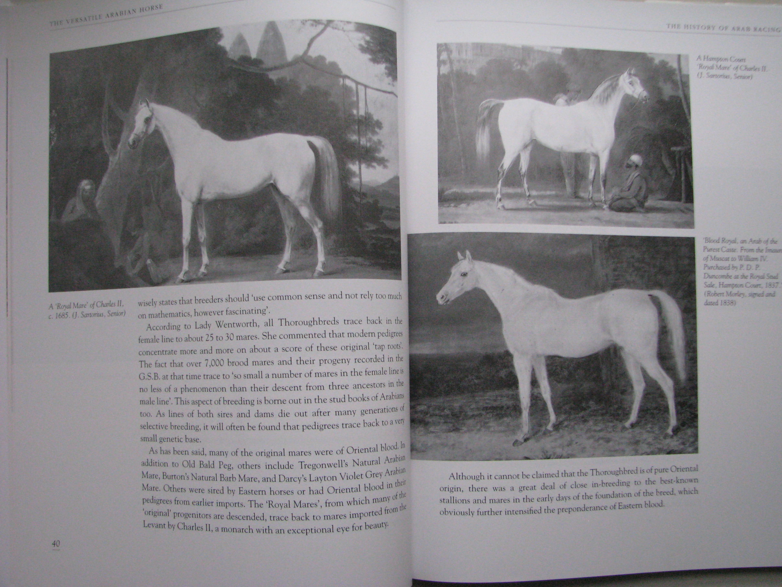 The Versatile Arabian Horse. Rosemary Archer - Image 7