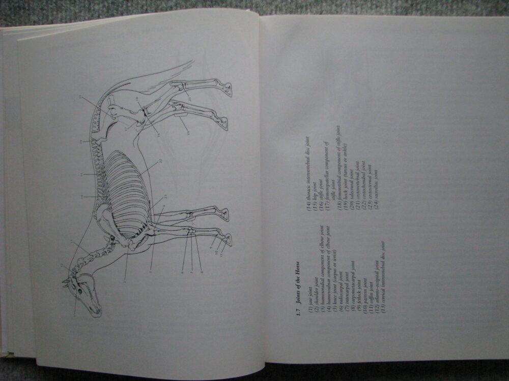 Equine Massage. Jean Pierre Hourdebaigt R.M.T. - Image 5