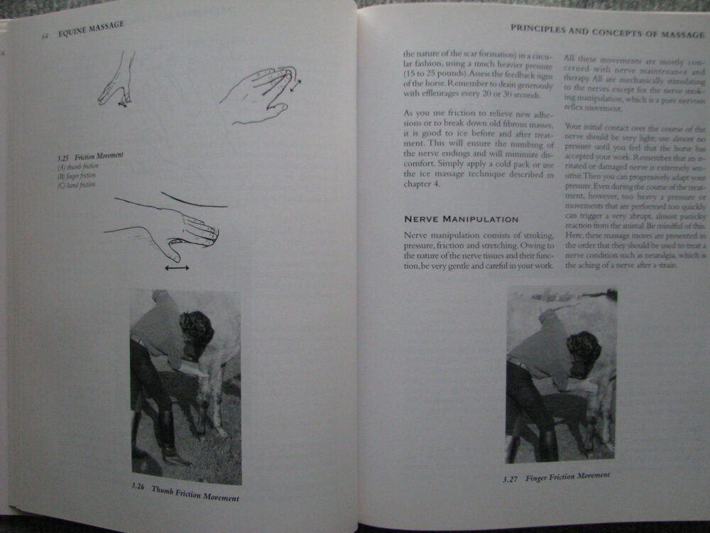 Equine Massage. Jean Pierre Hourdebaigt R.M.T. - Image 7