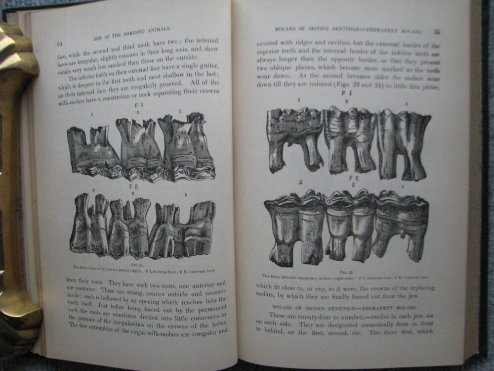 Age of Domestic Animals. Rush Shippen Huidekoper M.D. - Image 6