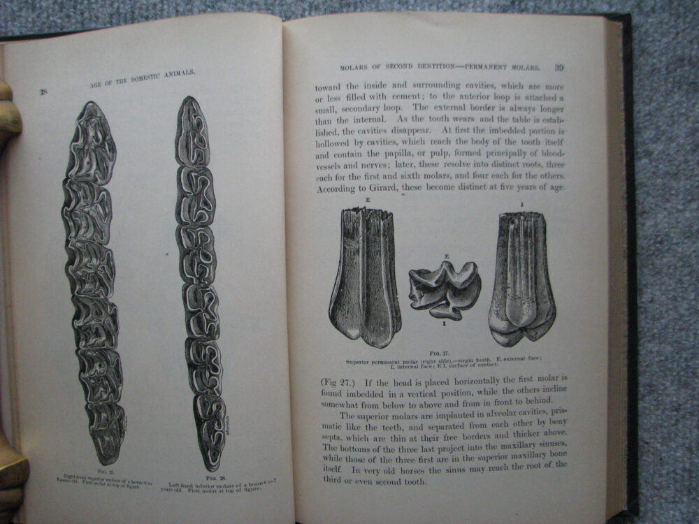 Age of Domestic Animals. Rush Shippen Huidekoper M.D. - Image 7