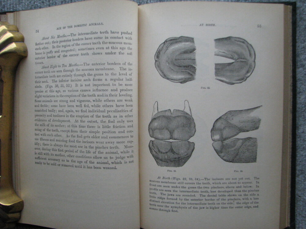 Age of Domestic Animals. Rush Shippen Huidekoper M.D. - Image 8