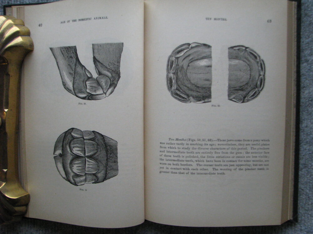 Age of Domestic Animals. Rush Shippen Huidekoper M.D. - Image 9