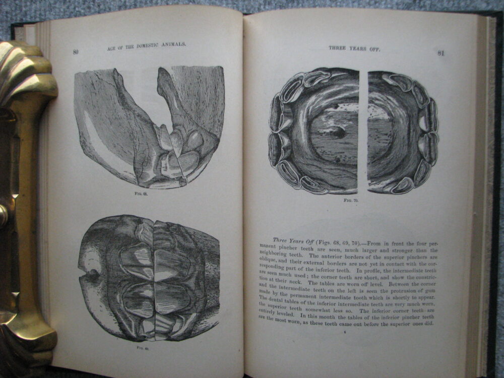 Age of Domestic Animals. Rush Shippen Huidekoper M.D. - Image 10