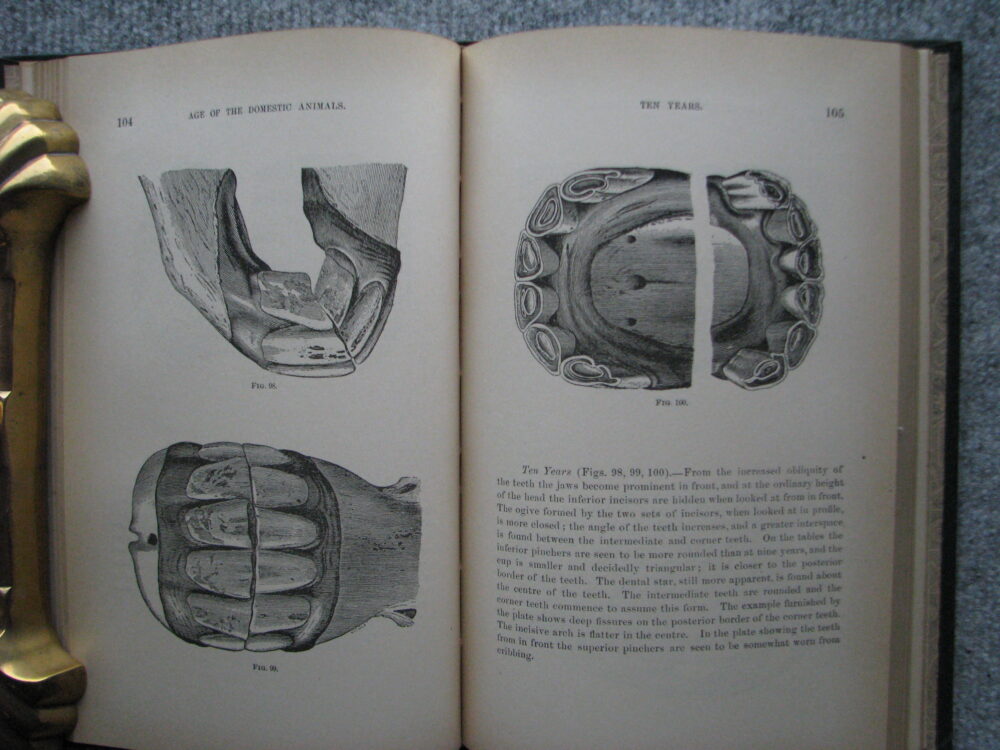 Age of Domestic Animals. Rush Shippen Huidekoper M.D. - Image 11