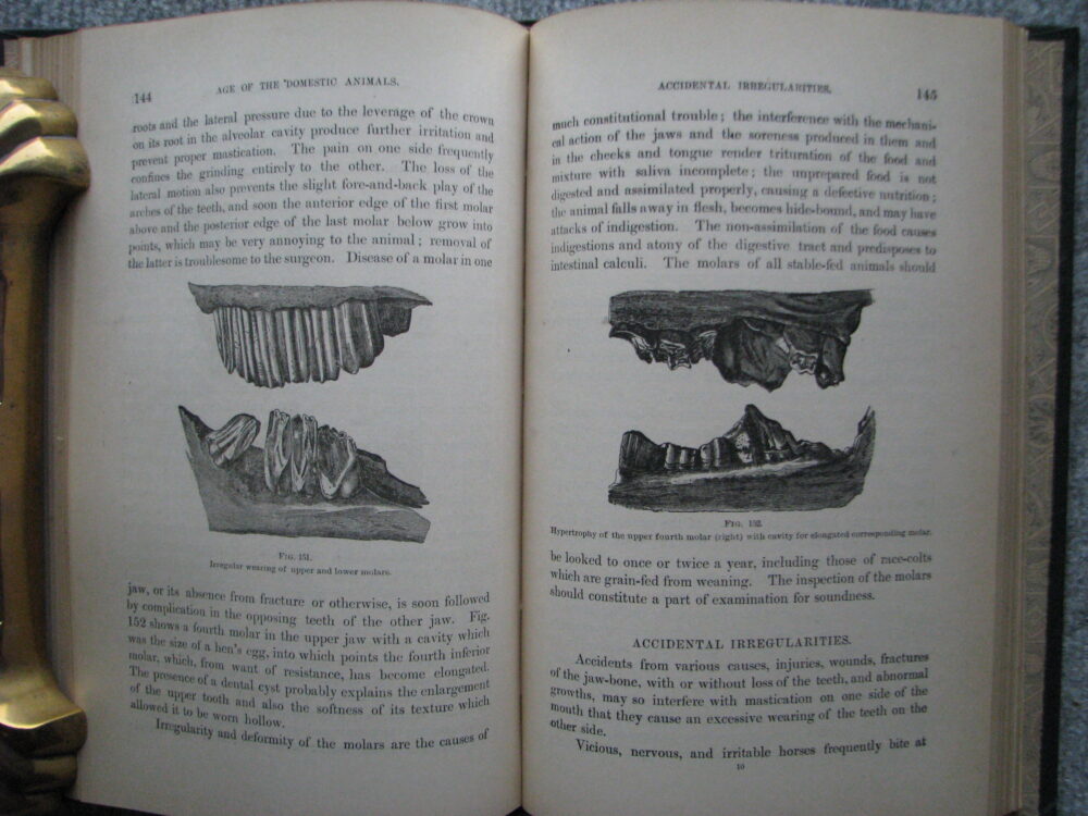 Age of Domestic Animals. Rush Shippen Huidekoper M.D. - Image 12