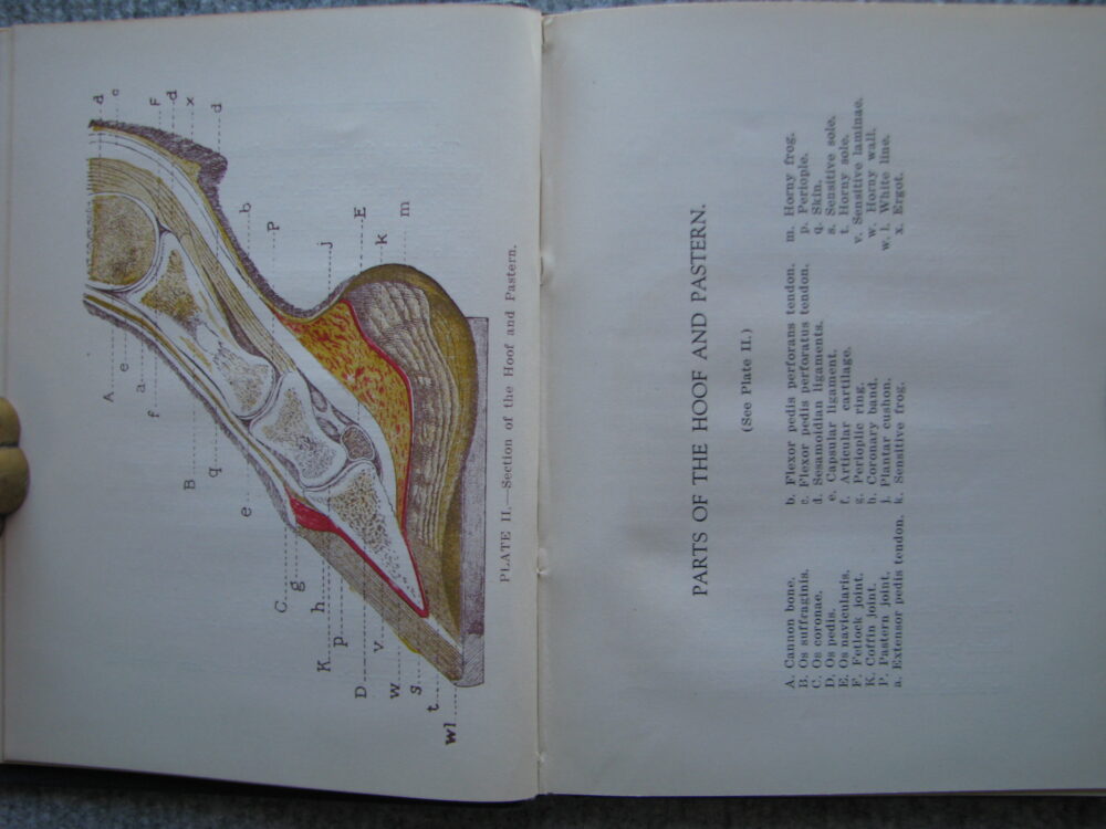 American Methods of Horseshoeing, F.G. Churchill - Image 5