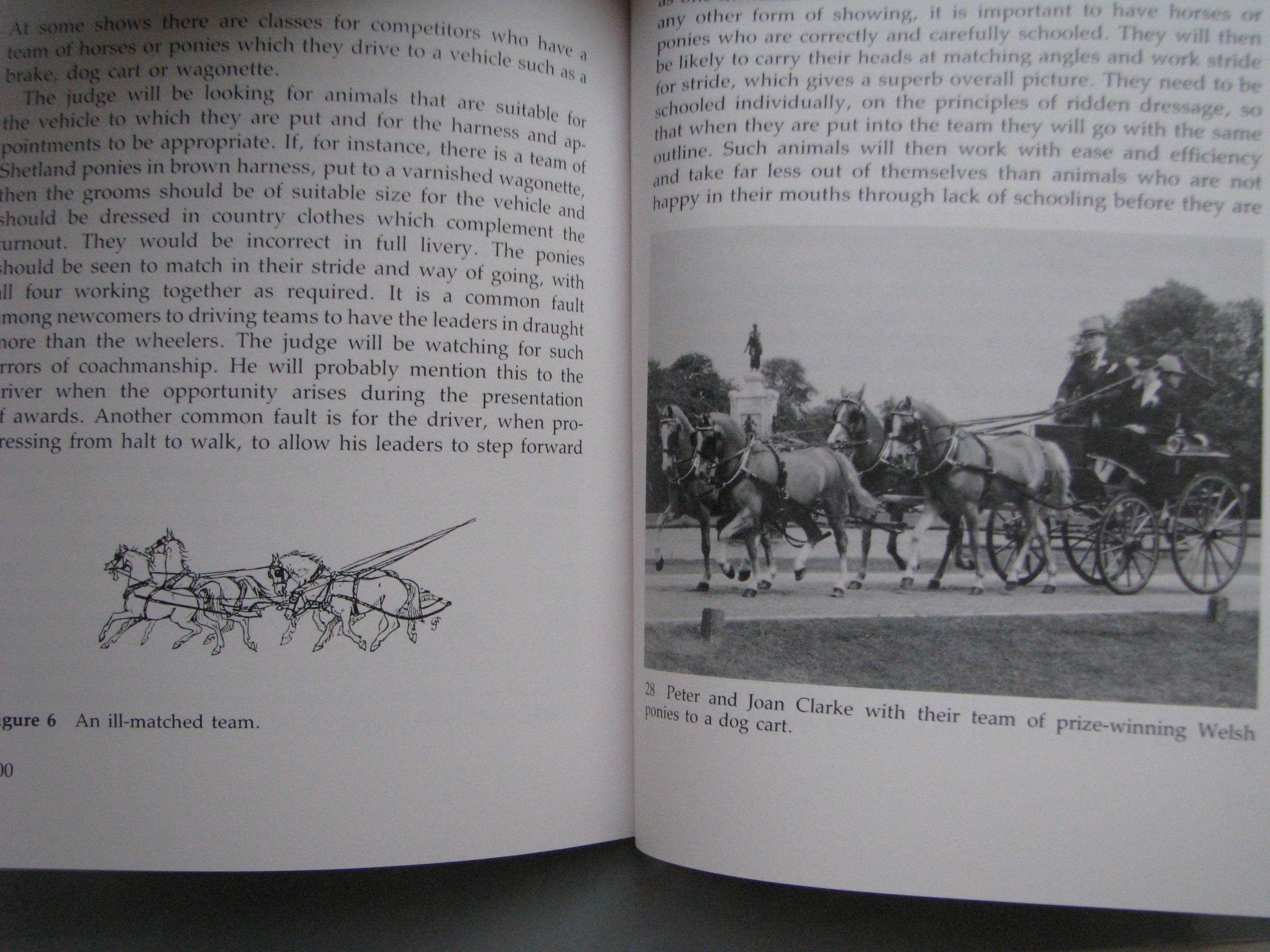 Judging Carriage Driving, Sallie Walrond - Image 4