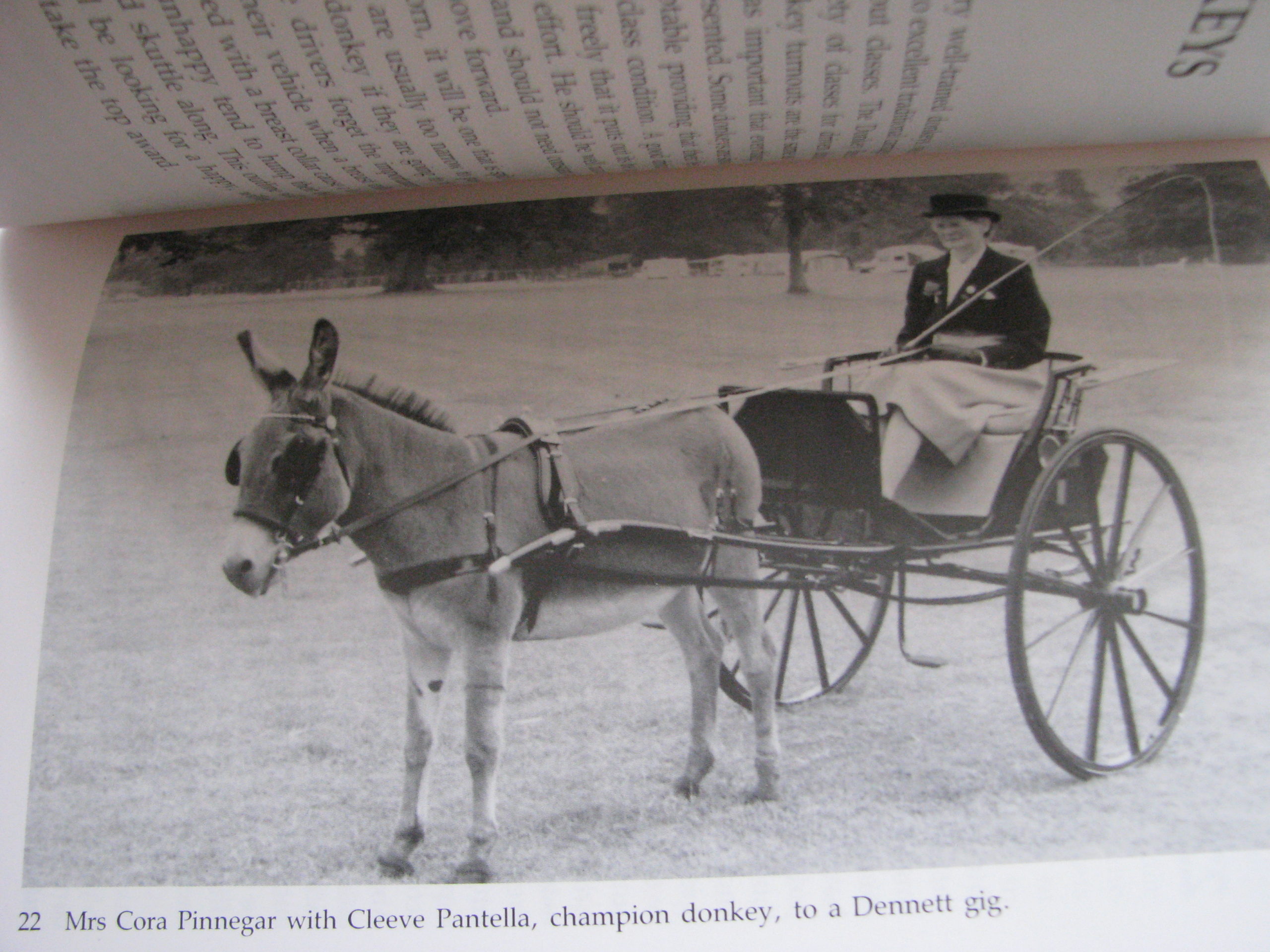Judging Carriage Driving, Sallie Walrond - Image 8