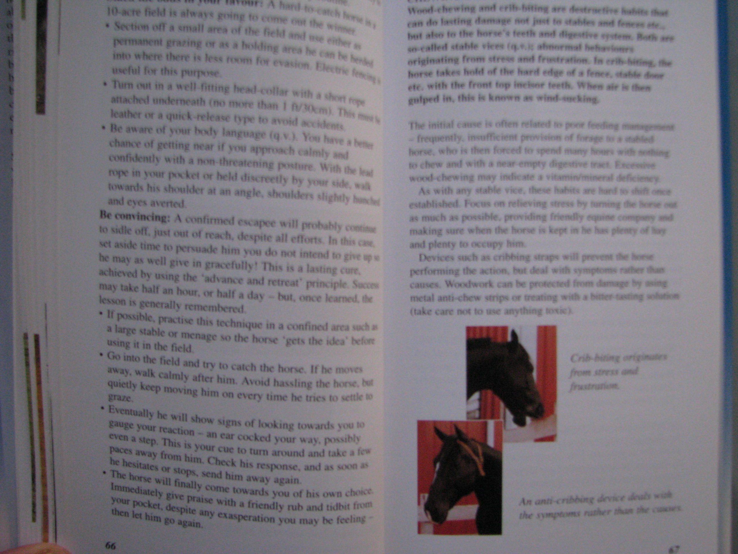 A-Z of Horse Behaviour and Training, Jackie Budd - Image 5