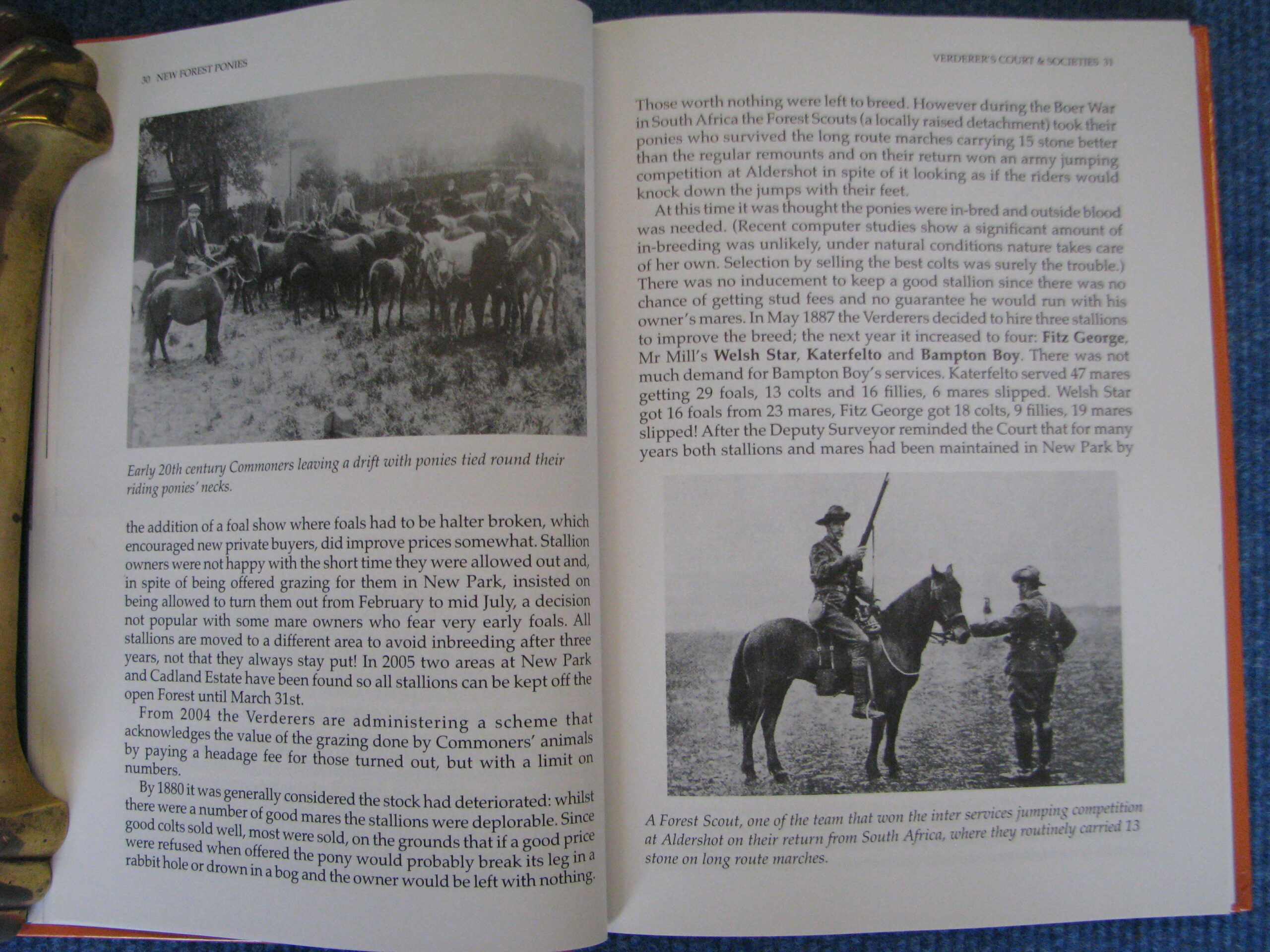 New Forest Ponies Dionis Macnair - Image 7
