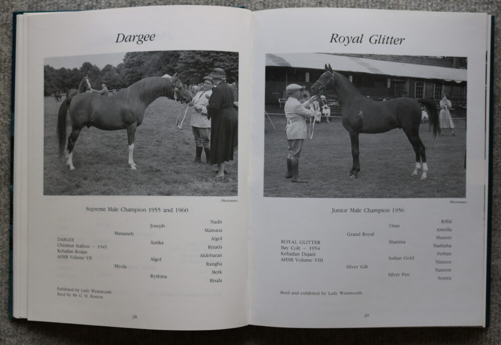 Arab Horse Champions 1953-1992 Deirdre Hyde - Image 8