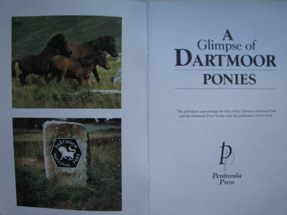 A Glimpse of Dartmoor Ponies - Image 2