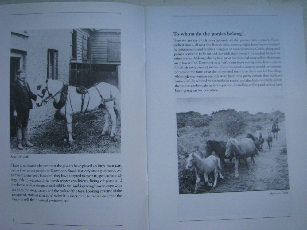 A Glimpse of Dartmoor Ponies - Image 4