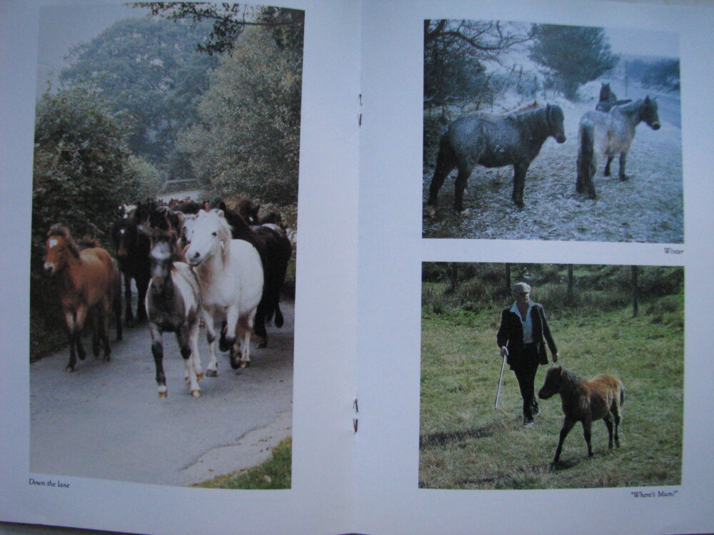 A Glimpse of Dartmoor Ponies - Image 8