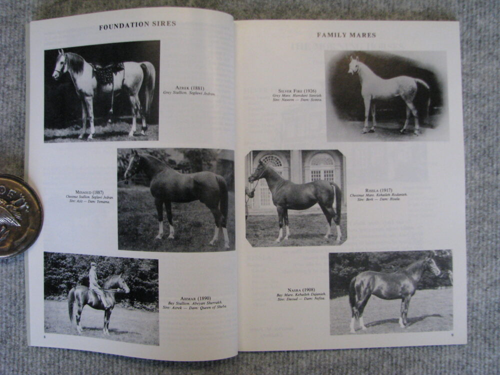 Crabbet Convention 1985 - Image 3