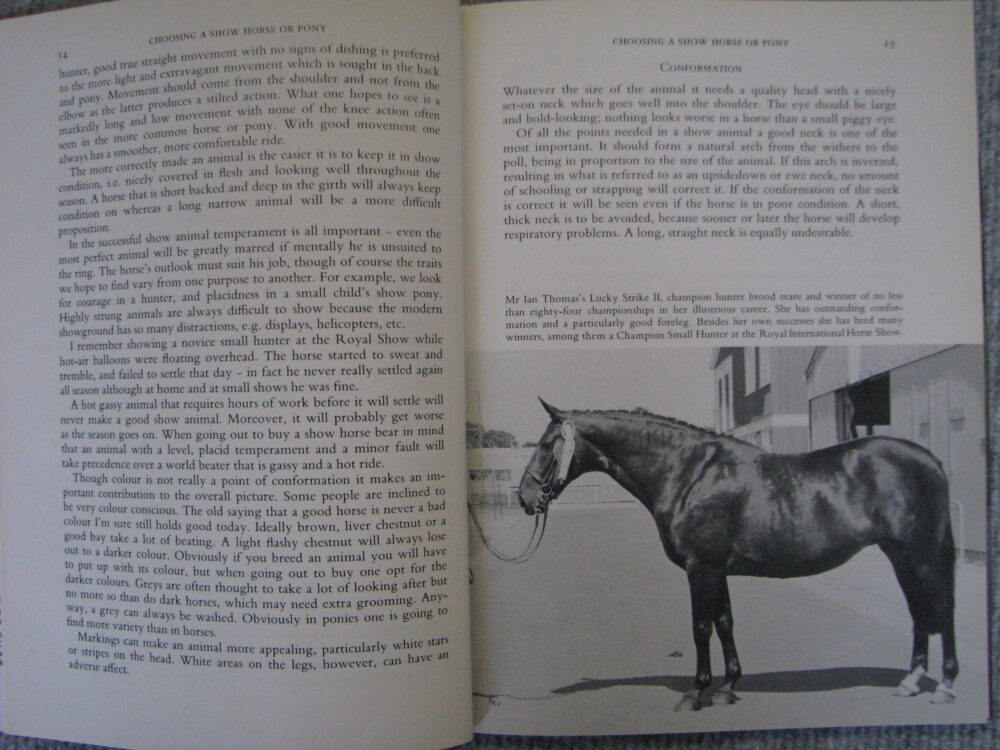 Showing Horse and Ponies Robert Oliver - Image 6