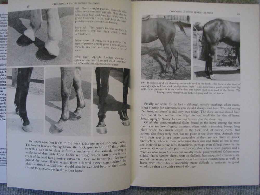 Showing Horse and Ponies Robert Oliver - Image 7