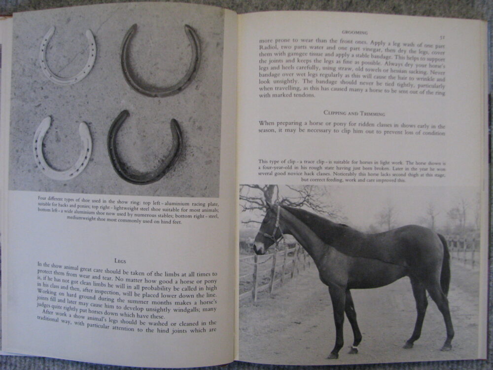 Showing Horse and Ponies Robert Oliver - Image 8