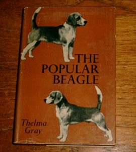 The Popular Beagle
