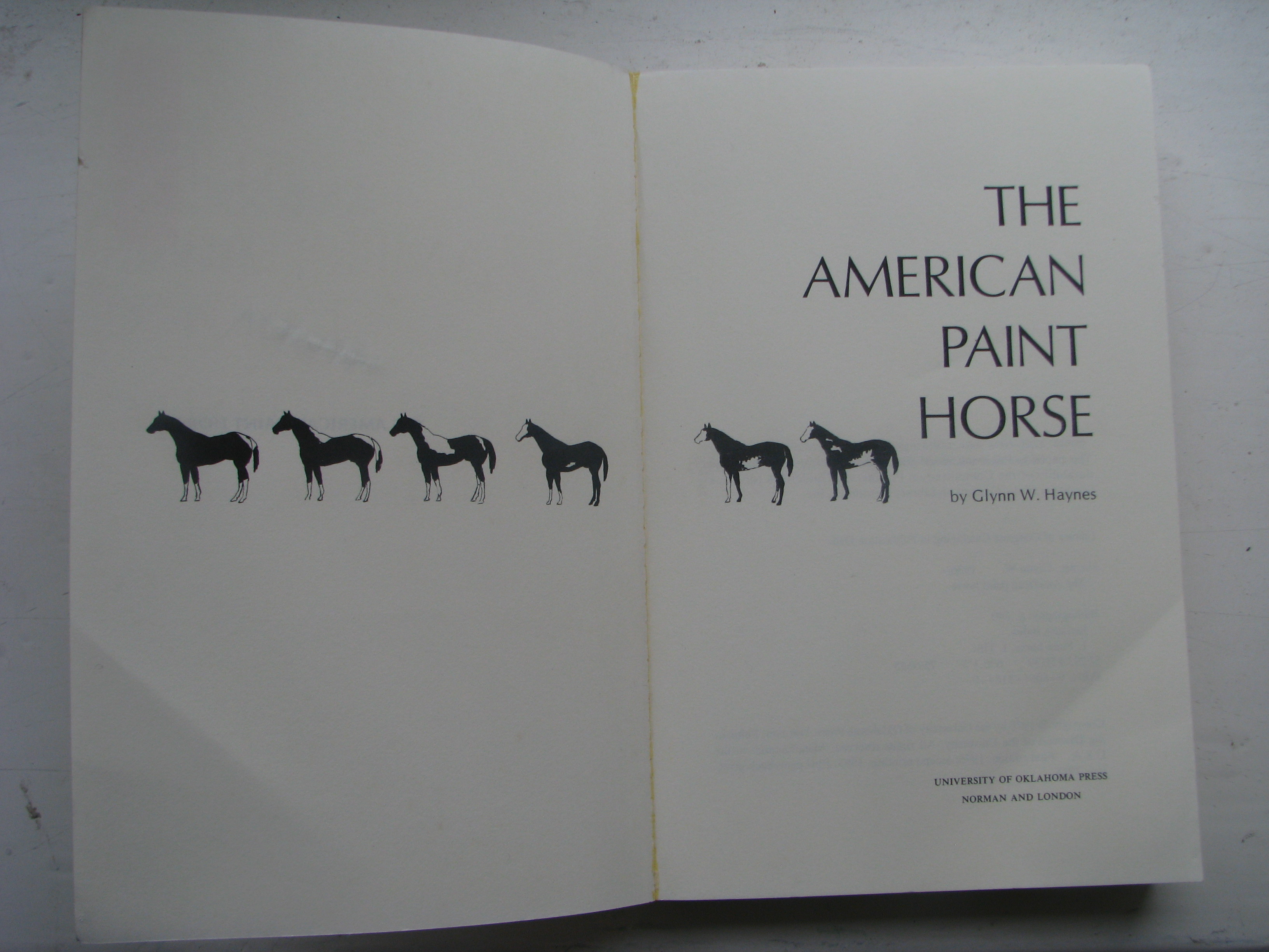 American Paint Horse by Glynn W. Haynes - Image 2