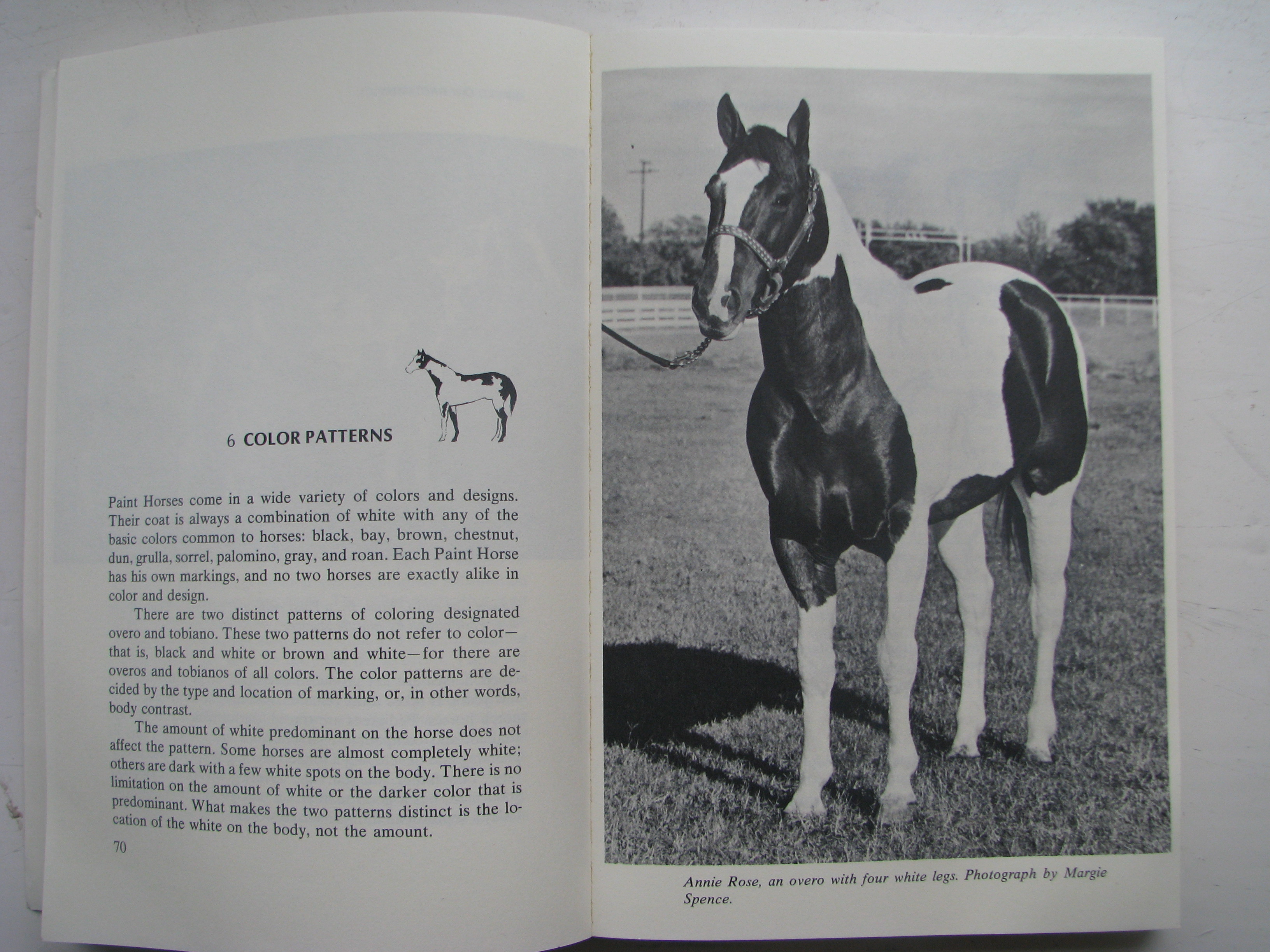 American Paint Horse by Glynn W. Haynes - Image 3