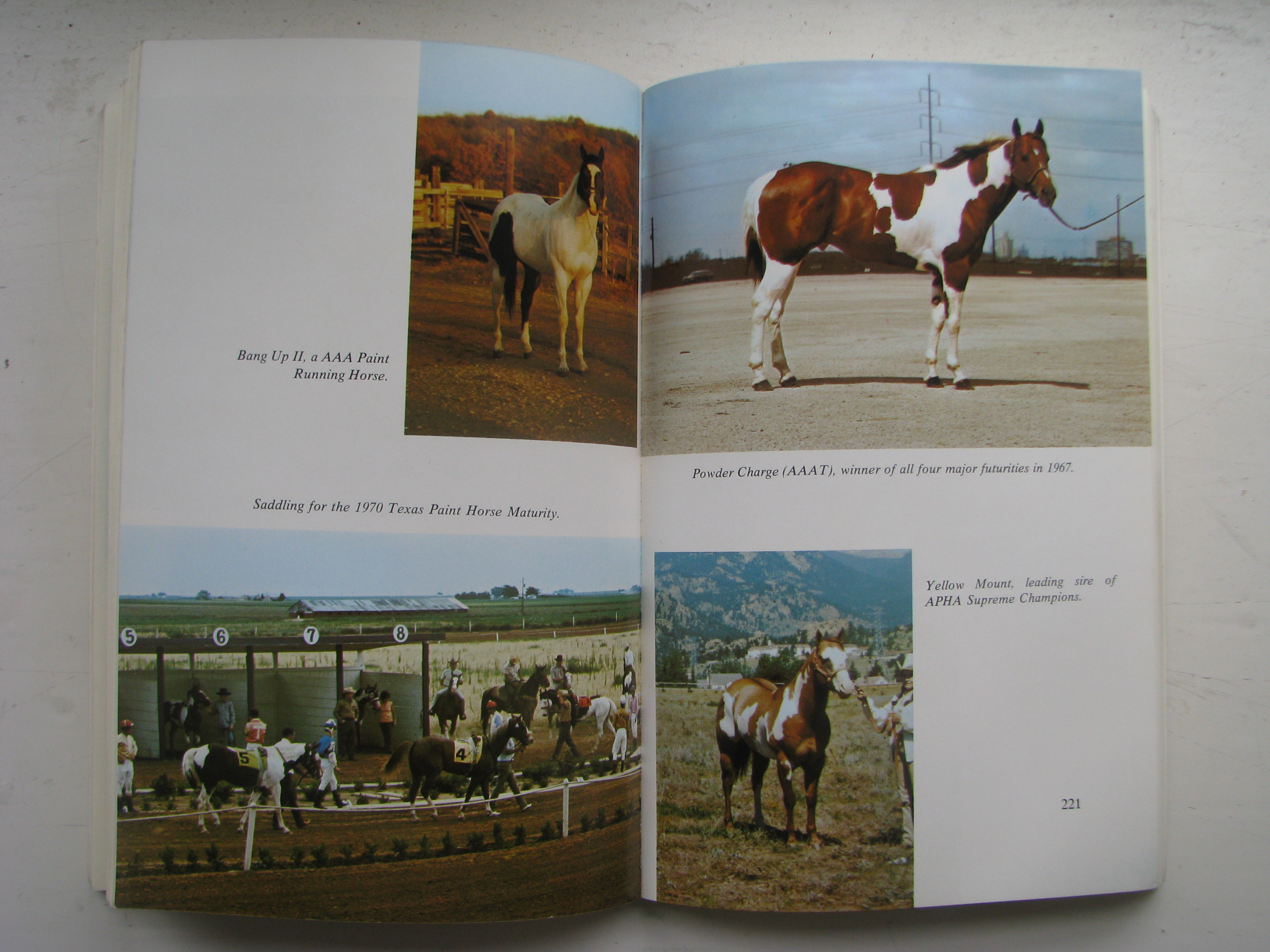 American Paint Horse by Glynn W. Haynes - Image 4