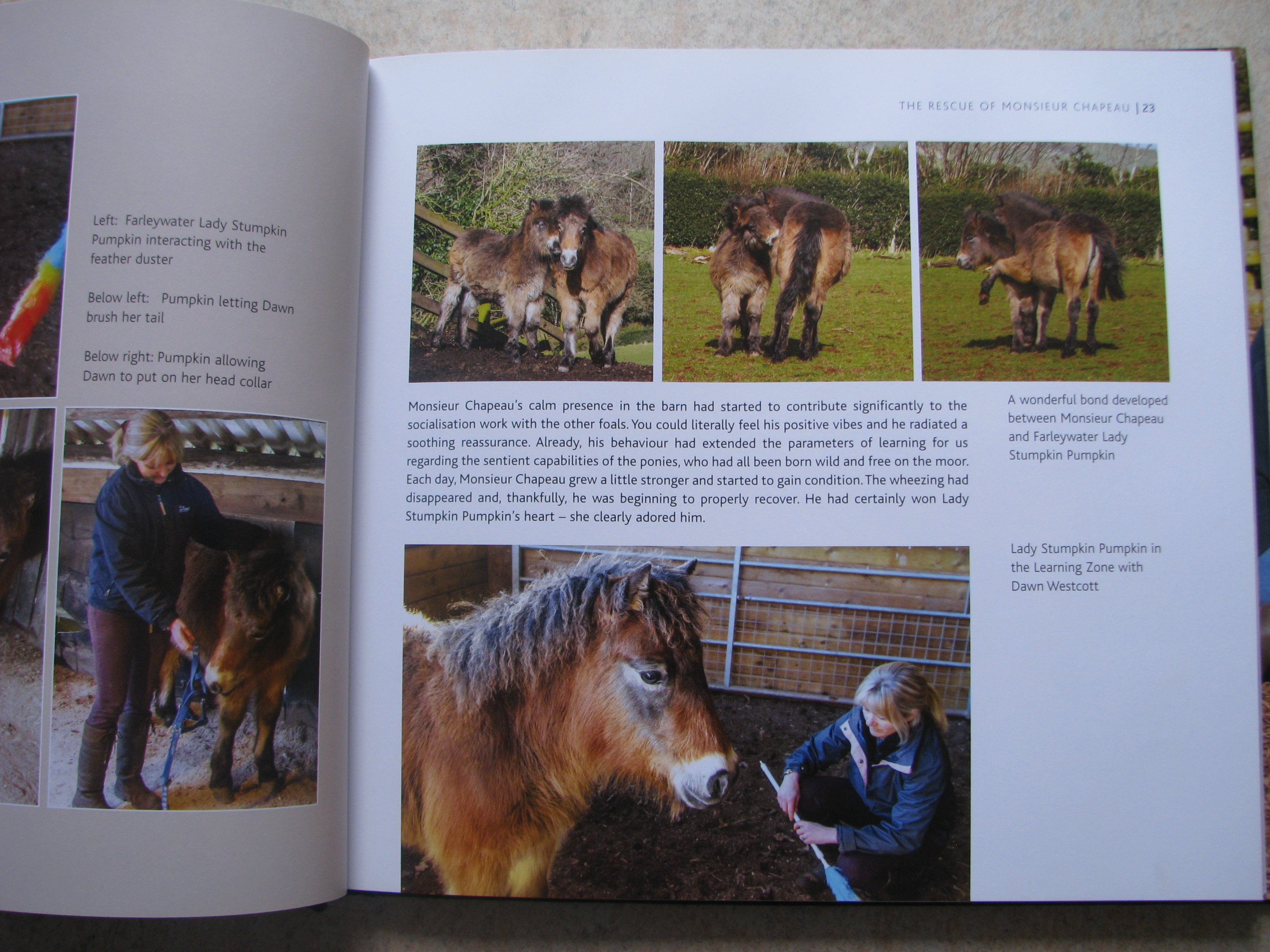 Wild Pony Whispering EXMOOR PONY Dawn Westcott - Image 4