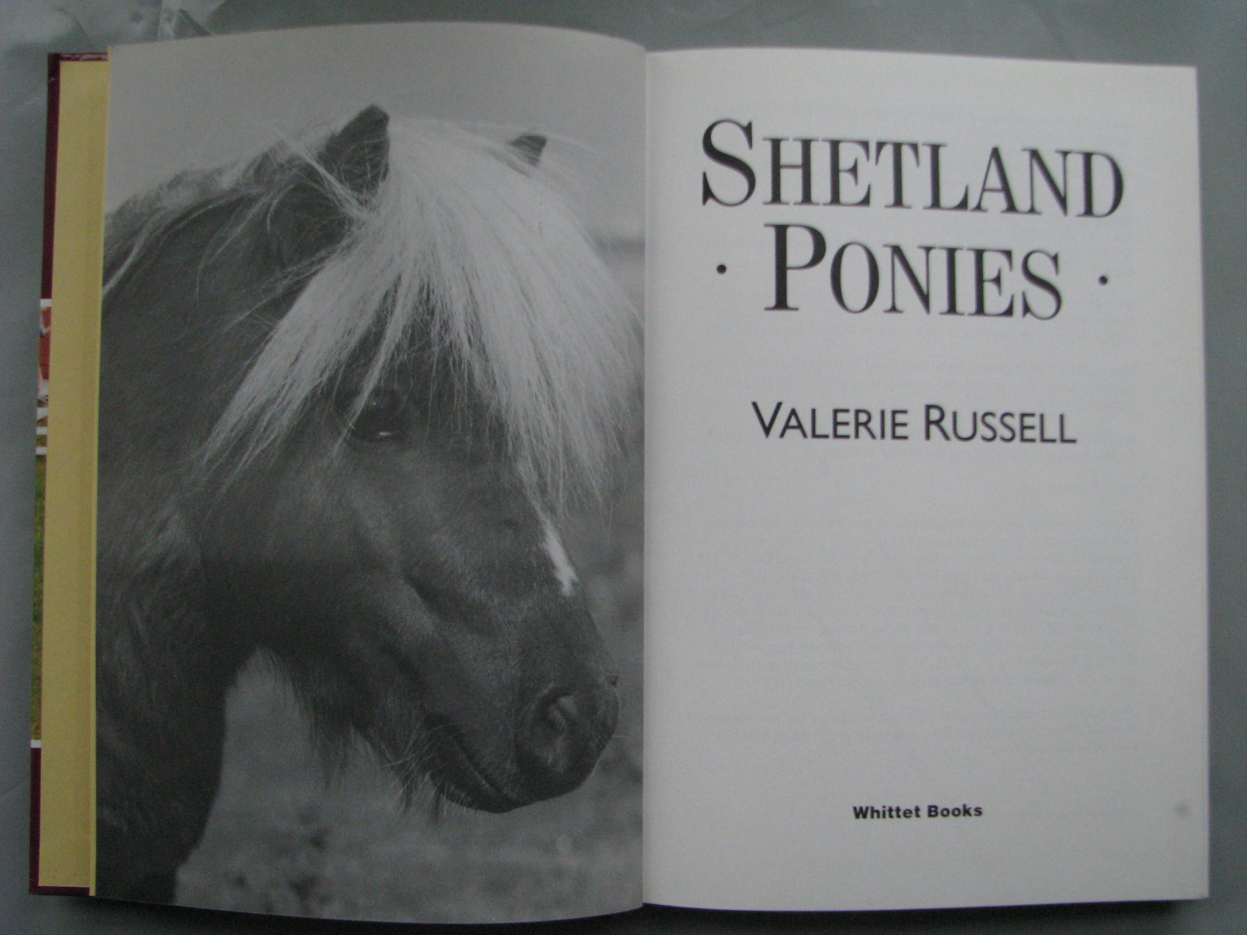 Shetland Ponies Valerie Russell - Image 4
