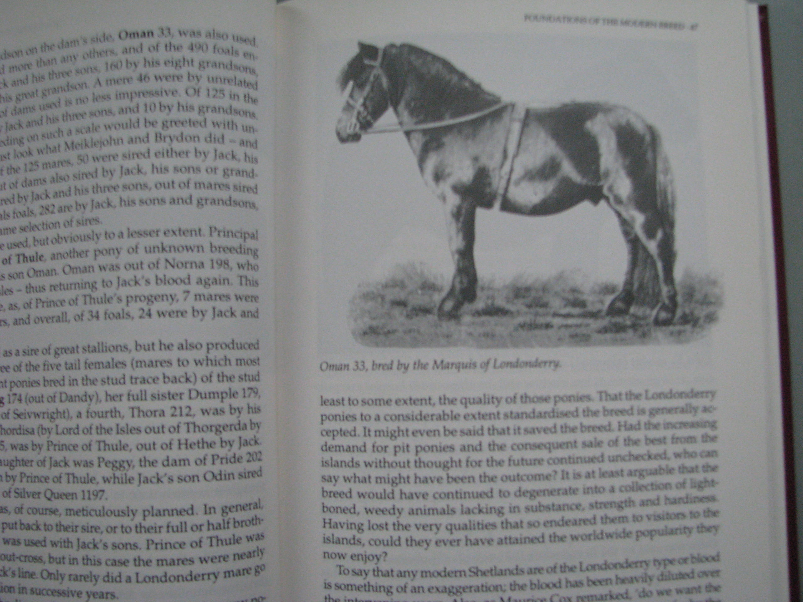 Shetland Ponies Valerie Russell - Image 7