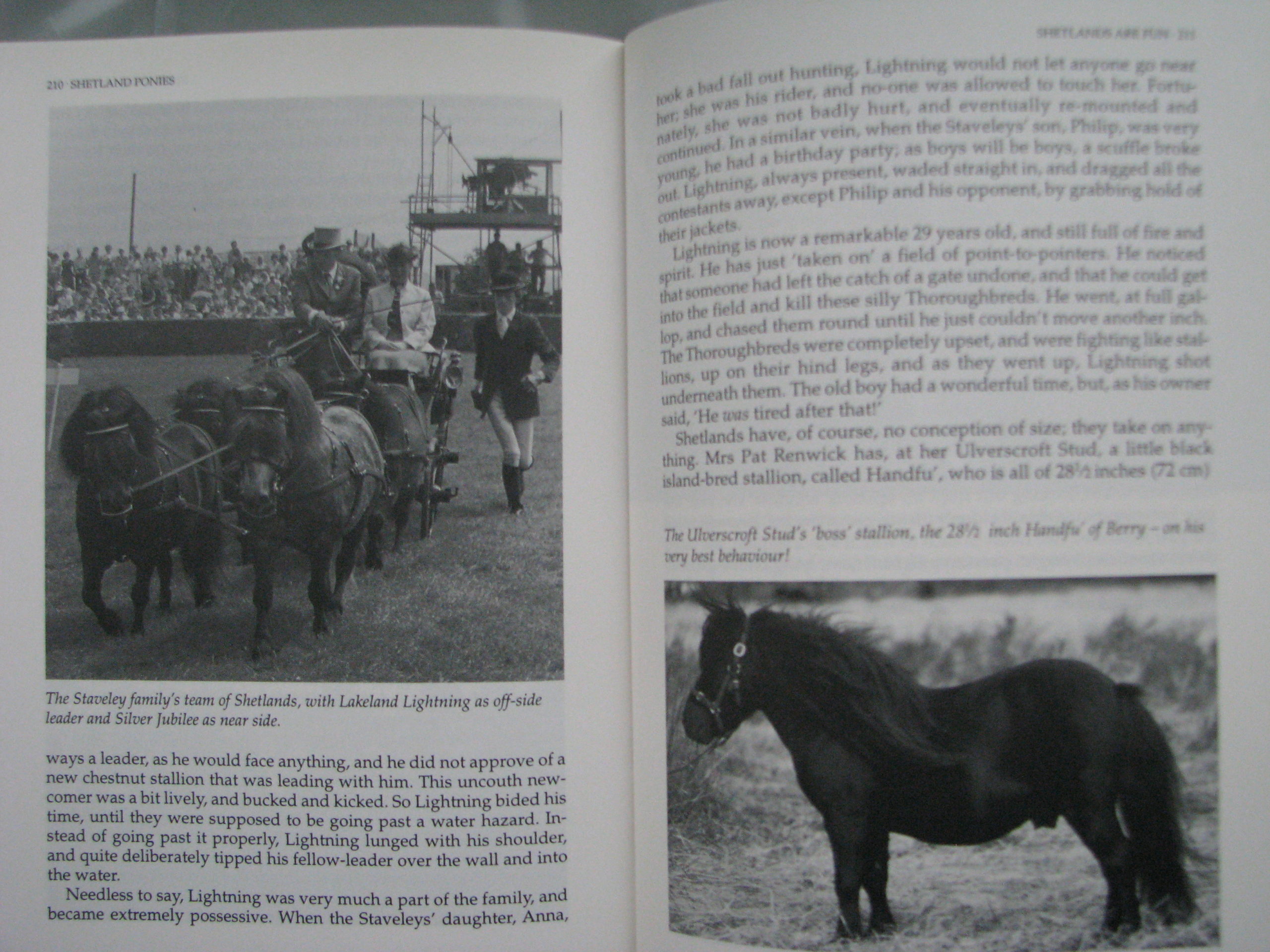 Shetland Ponies Valerie Russell - Image 10