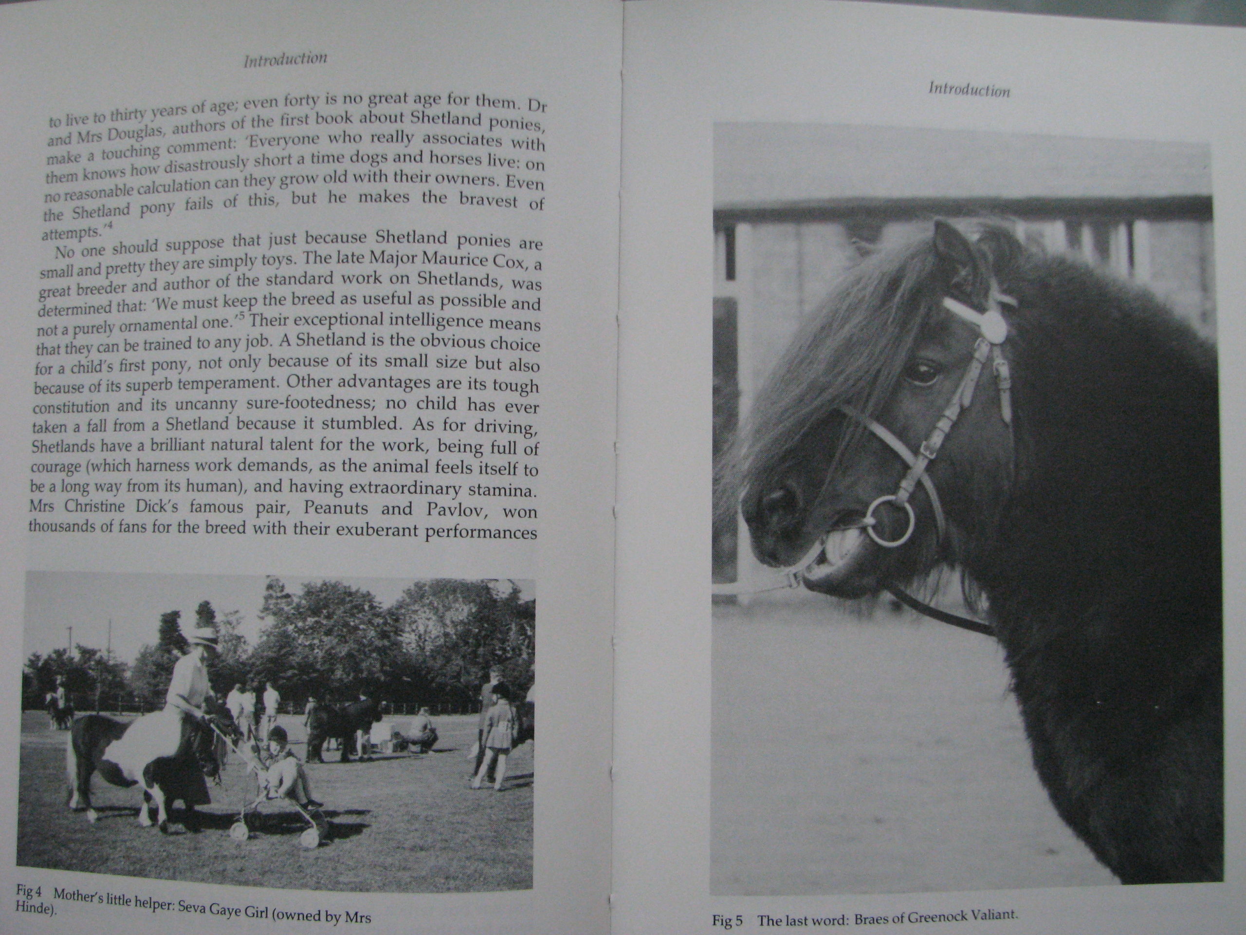 Shetland Ponies Anna Hodson - Image 4