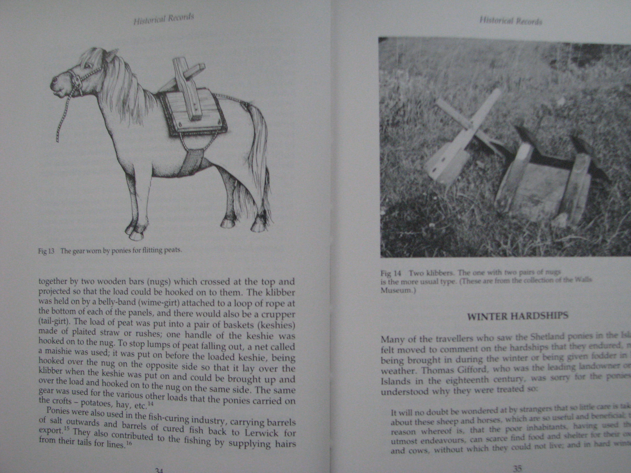Shetland Ponies Anna Hodson - Image 5