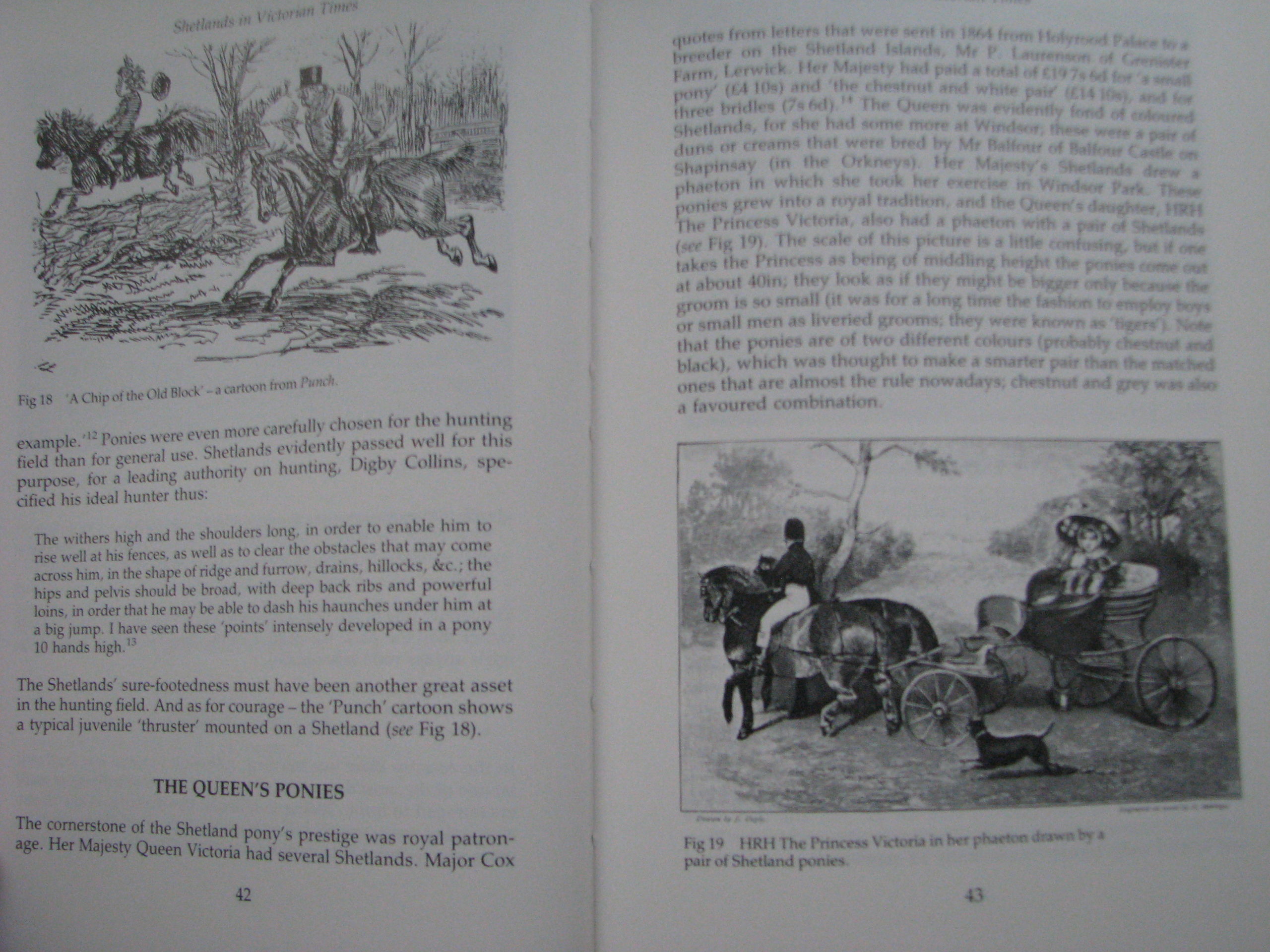 Shetland Ponies Anna Hodson - Image 6