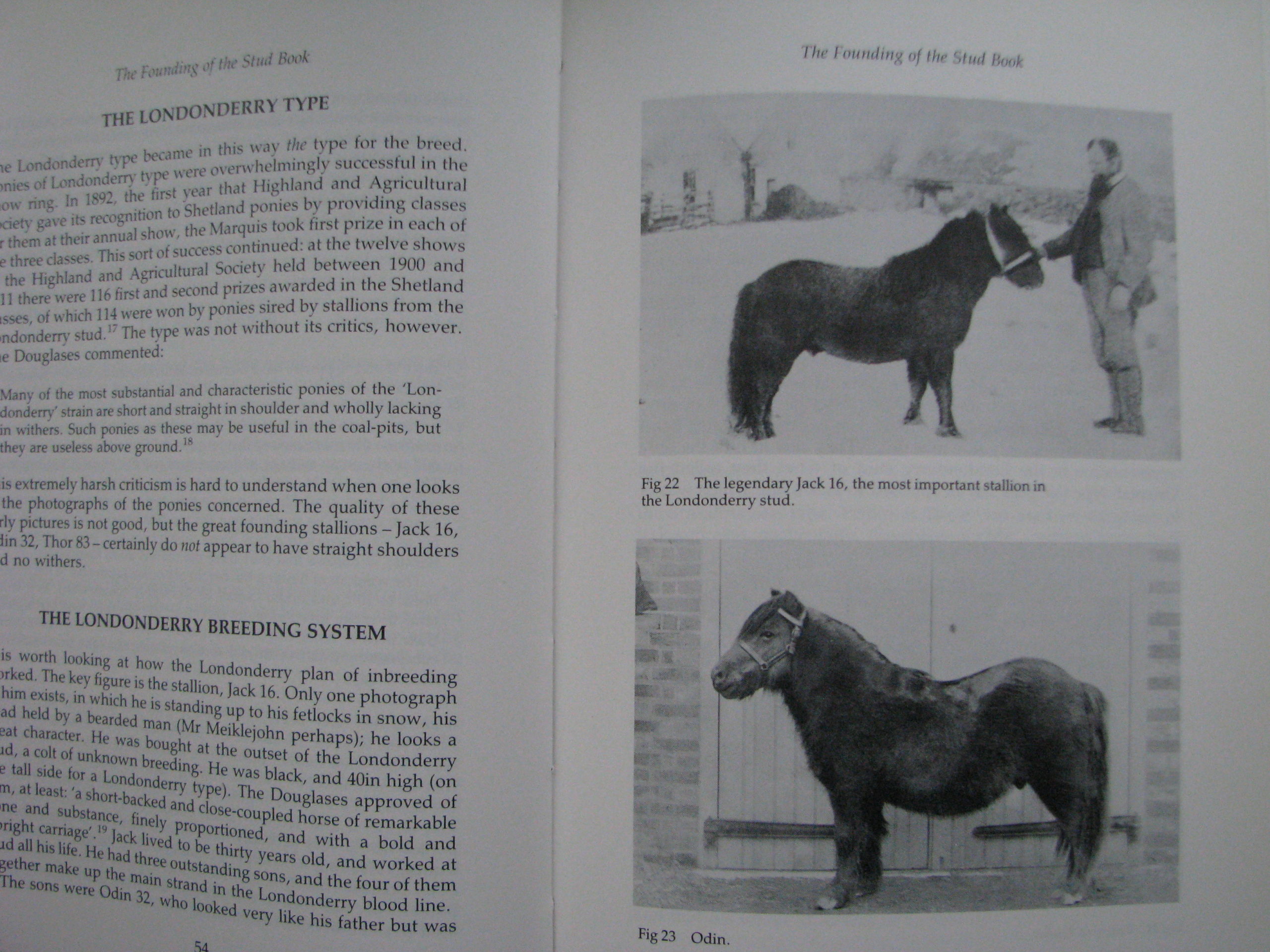 Shetland Ponies Anna Hodson - Image 7