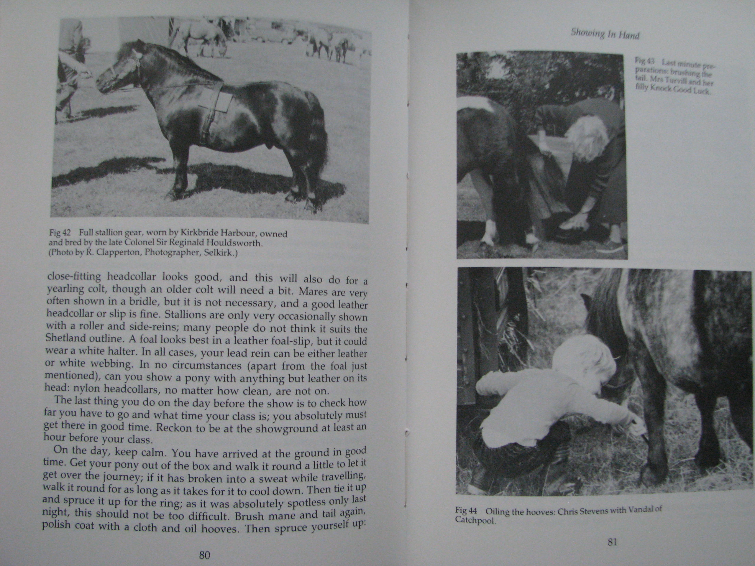 Shetland Ponies Anna Hodson - Image 8