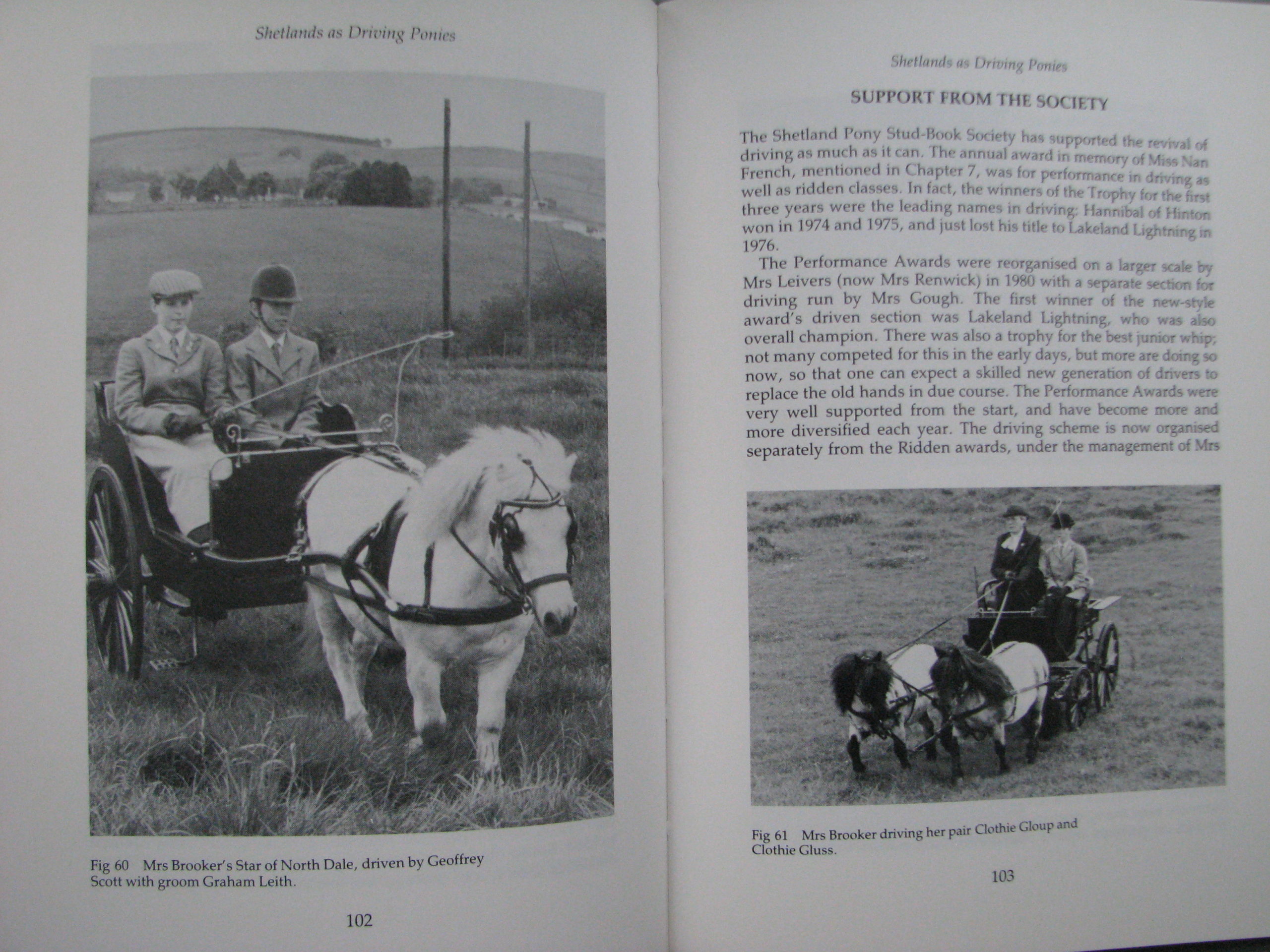 Shetland Ponies Anna Hodson - Image 10
