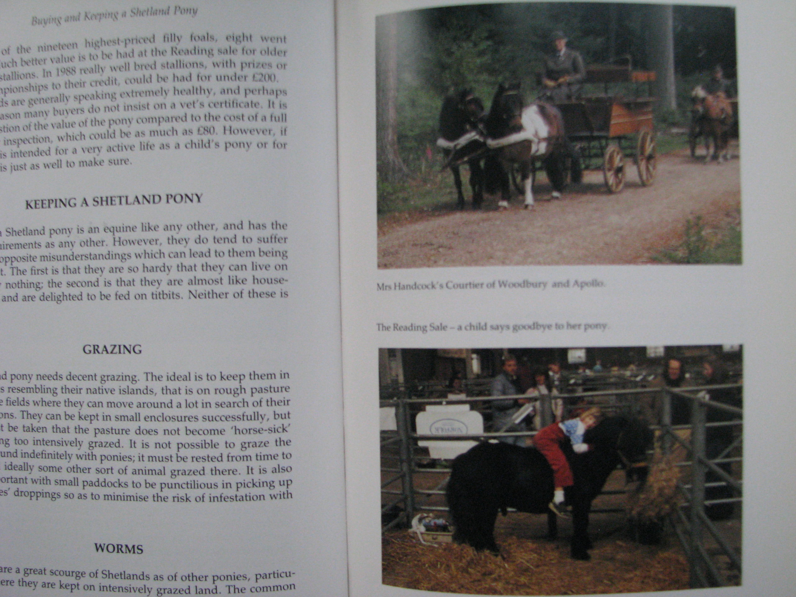 Shetland Ponies Anna Hodson - Image 11