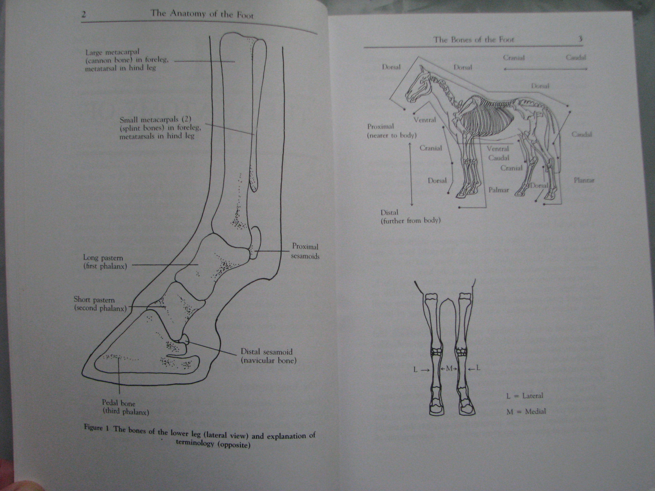 The Horse Foot, Shoeing and Lameness, Julie Brega - Image 5