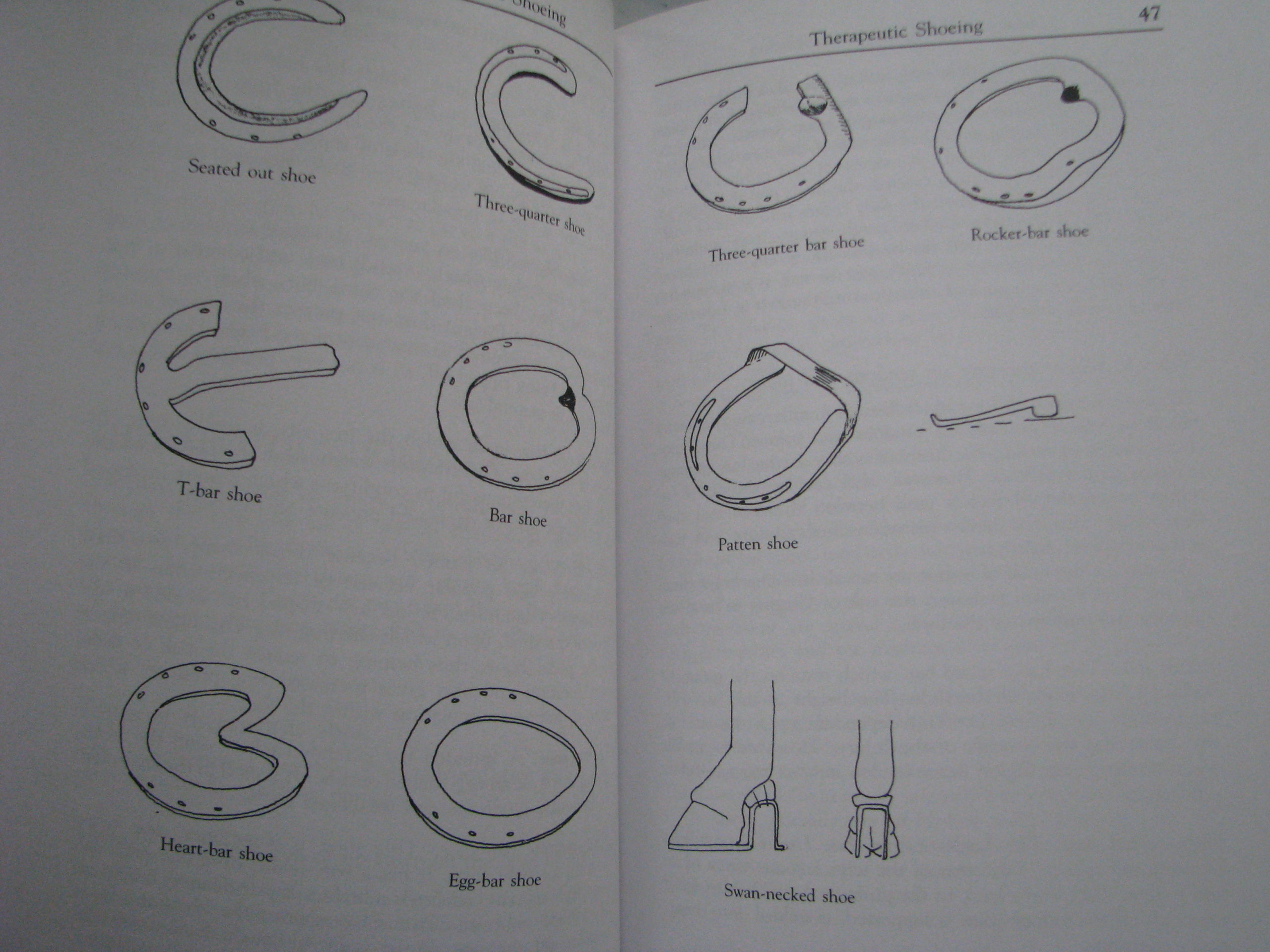 The Horse Foot, Shoeing and Lameness, Julie Brega - Image 8