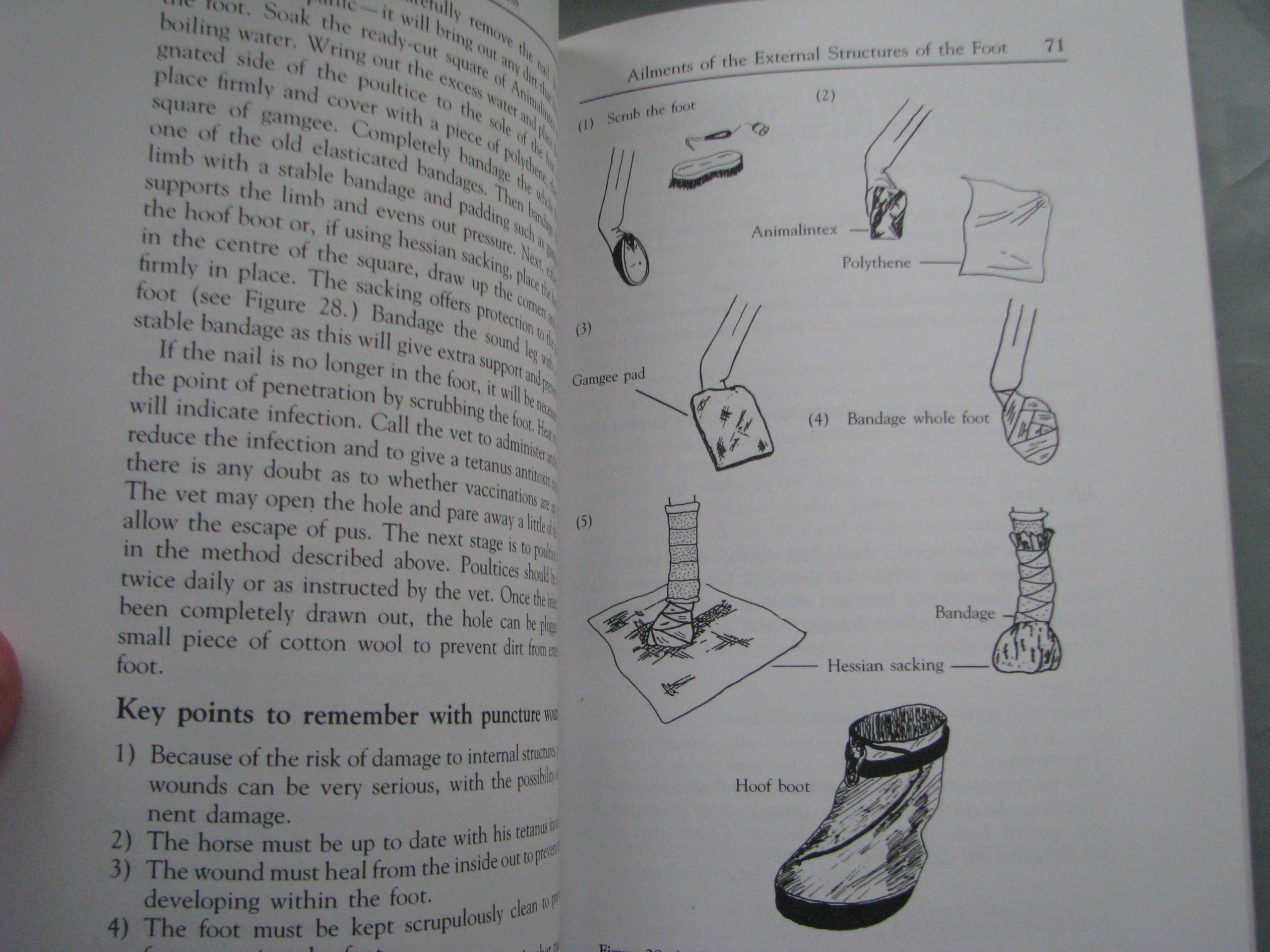 The Horse Foot, Shoeing and Lameness, Julie Brega - Image 9
