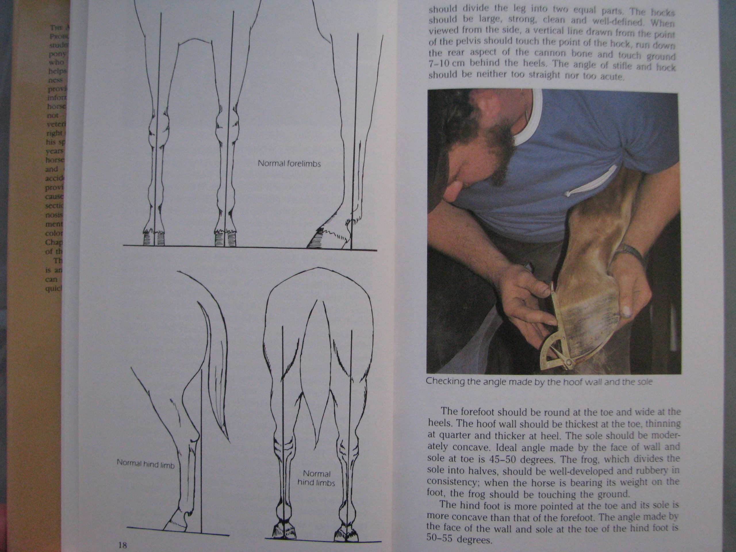 A-Z of Horse Diseases and Health Problems, Tim Hawcroft - Image 4