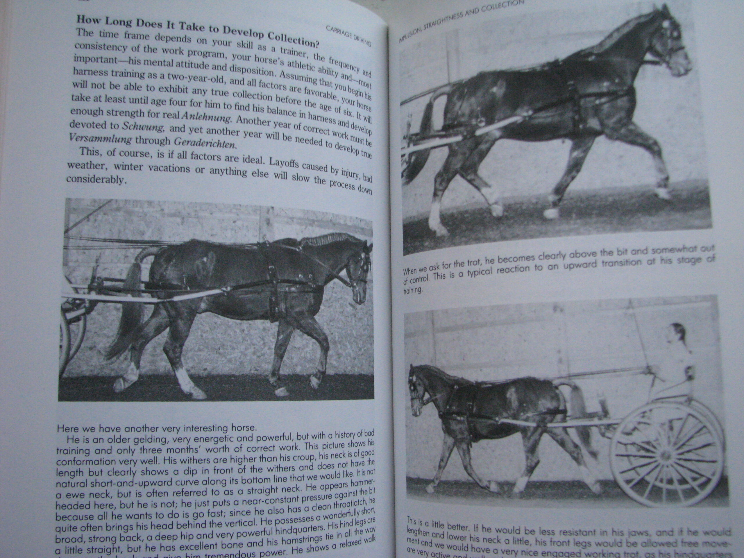 Carriage Driving Heike Bean and Sarah Blanchard - Image 11