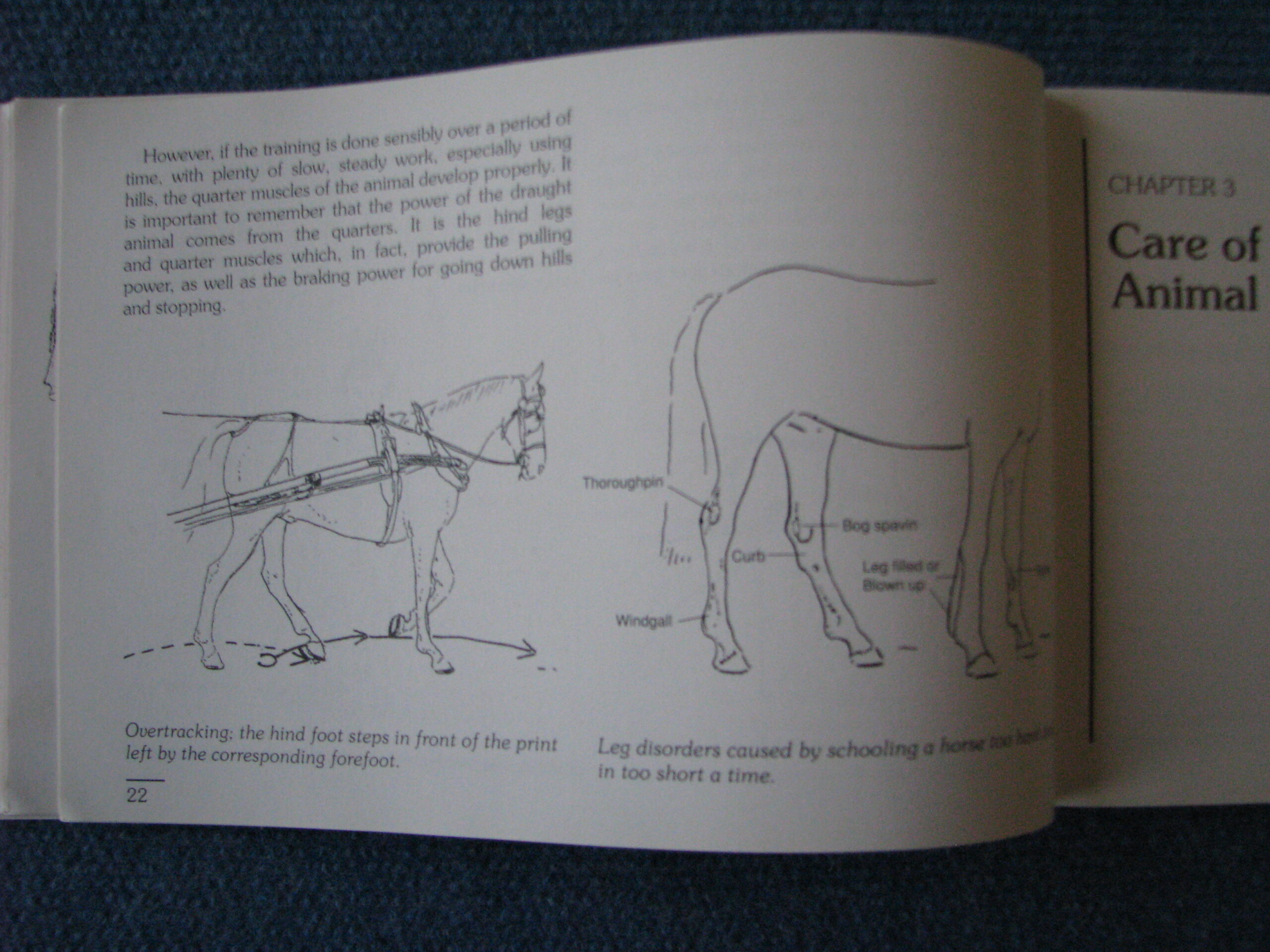 Make The Most of Carriage Driving Vivian and Richard Ellis, Joy Claxton - Image 8