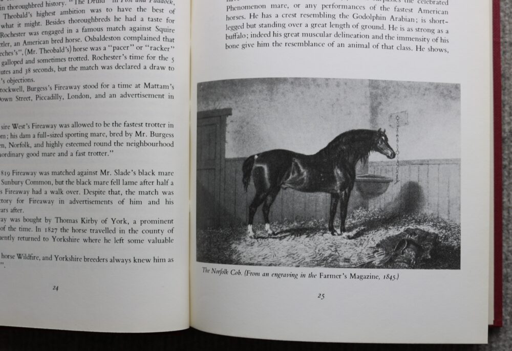 Hackney horse, The High Stepper, Tom Ryder - Image 6