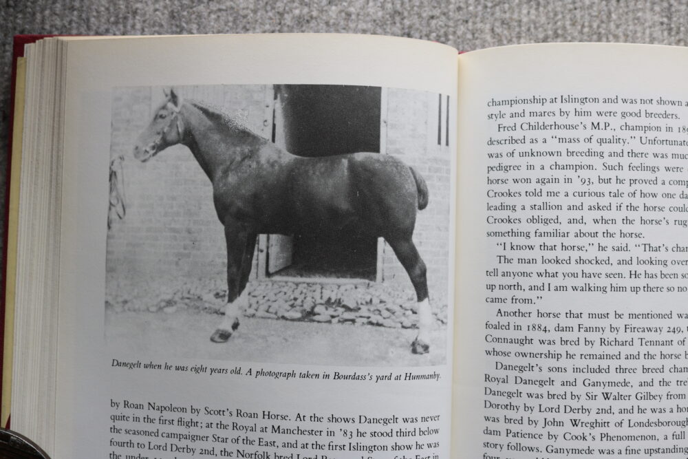 Hackney horse, The High Stepper, Tom Ryder - Image 8