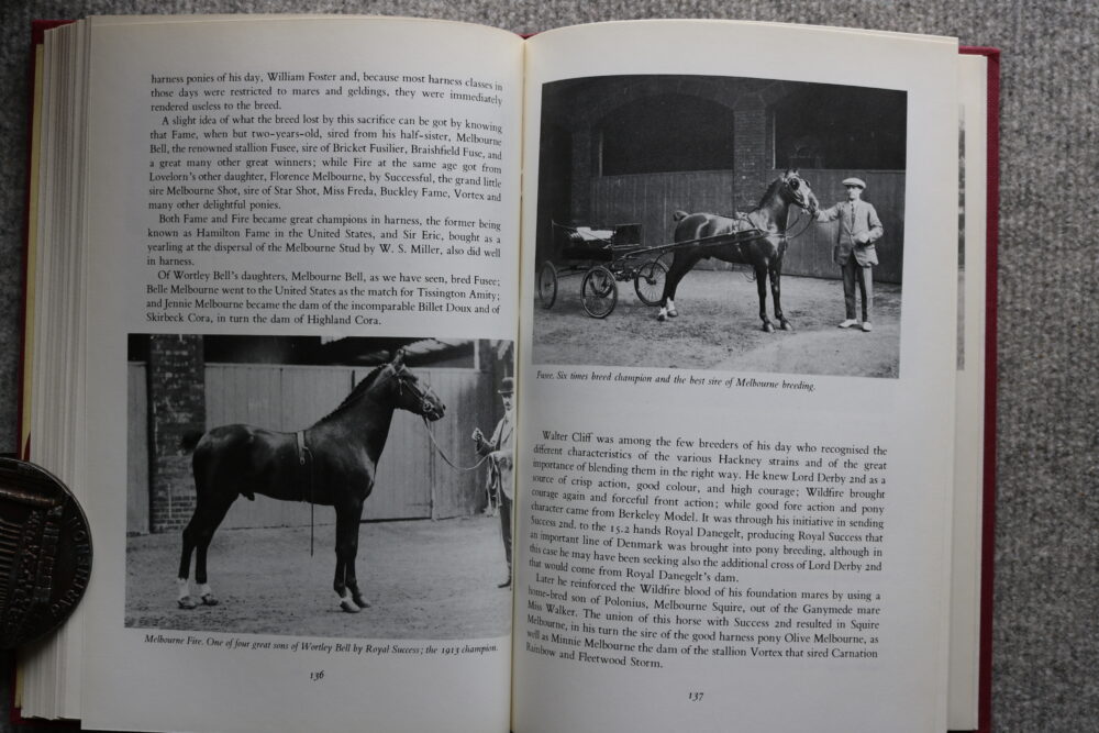Hackney horse, The High Stepper, Tom Ryder - Image 11