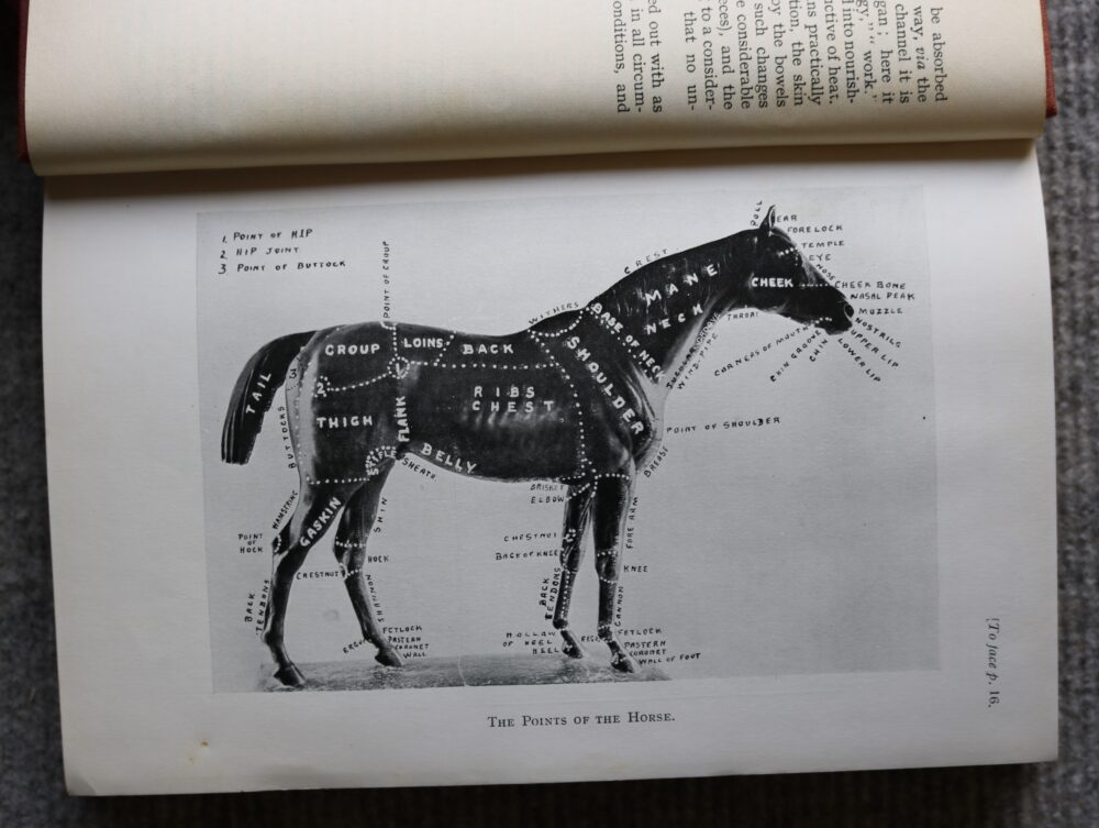Animal Management 1923. prepared in the veterinary department of the war office. H.M.S.O. - Image 6
