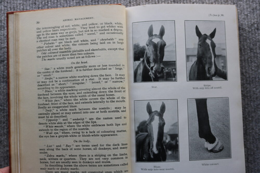 Animal Management 1923. prepared in the veterinary department of the war office. H.M.S.O. - Image 8